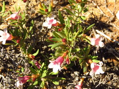 Pachypodium bispinosum