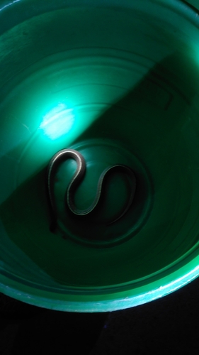 Cape File Snake