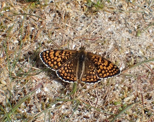 Melitaea cinxia
