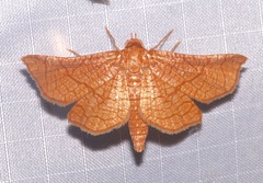 Hexeris enhydris