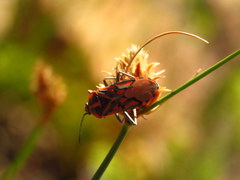 Spilostethus crudelis