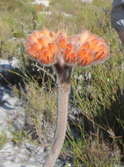 Dilatris corymbosa