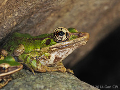 Odorrana hosii