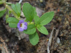 Limnophila chinensis
