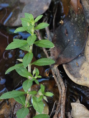 Limnophila chinensis