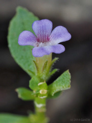 Limnophila chinensis