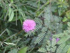 Mimosa hystricina