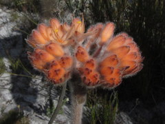 Dilatris corymbosa
