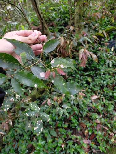 Acer albopurpurascens (Acer albopurpurascens)