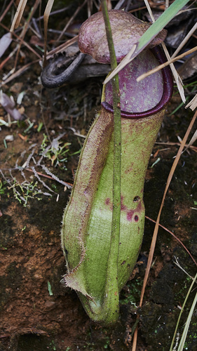 Nepenthes vieillardii