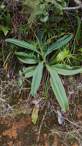 Nepenthes vieillardii