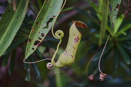 Nepenthes vieillardii
