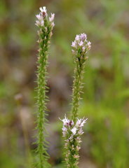 Liatris hesperelegans