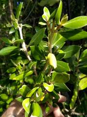 Olearia traversiorum