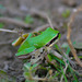 Arabian Tree Frog - Photo (c) Ateah Alfakih, some rights reserved (CC BY-NC-SA), uploaded by Ateah Alfakih