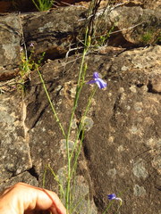 Lobelia linearis