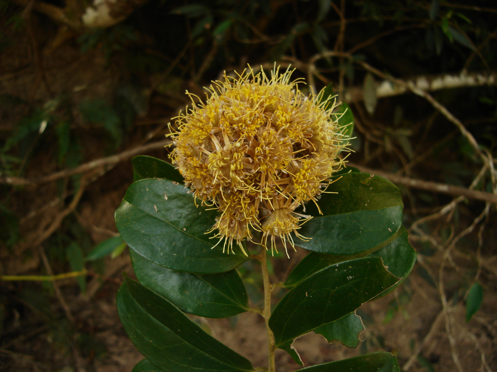 Dasyphyllum brasiliense