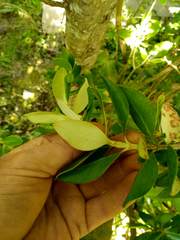 Olearia traversiorum