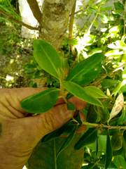 Olearia traversiorum