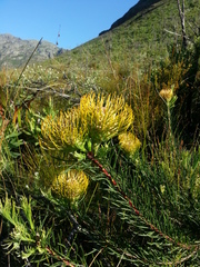 Leucospermum lineare