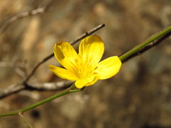 Linum thunbergii