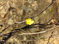 Linum thunbergii