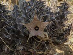 Ceropegia lodarensis