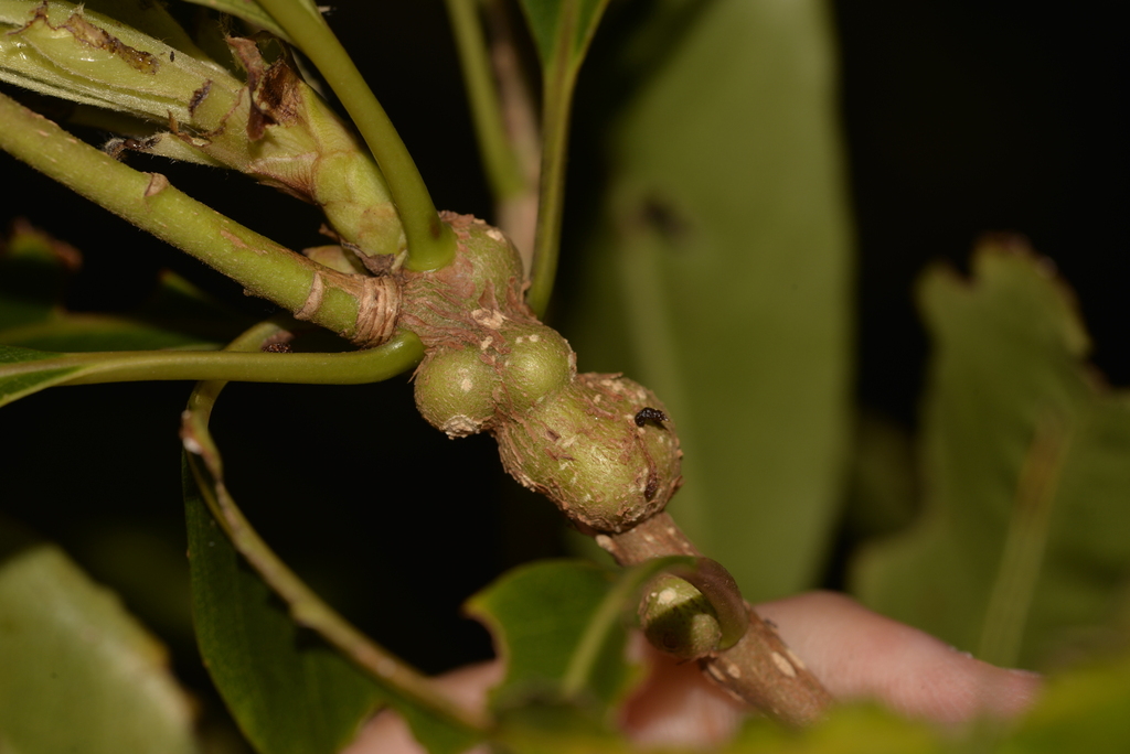 Pittosporum Twig-gall Fly