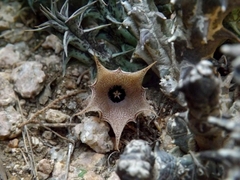 Ceropegia lodarensis