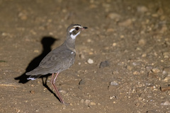 Bronze-Winged Courser photo 3