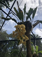 Stanhopea
