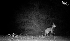 Vulpes vulpes arabica
