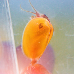 Cyzicus californicus