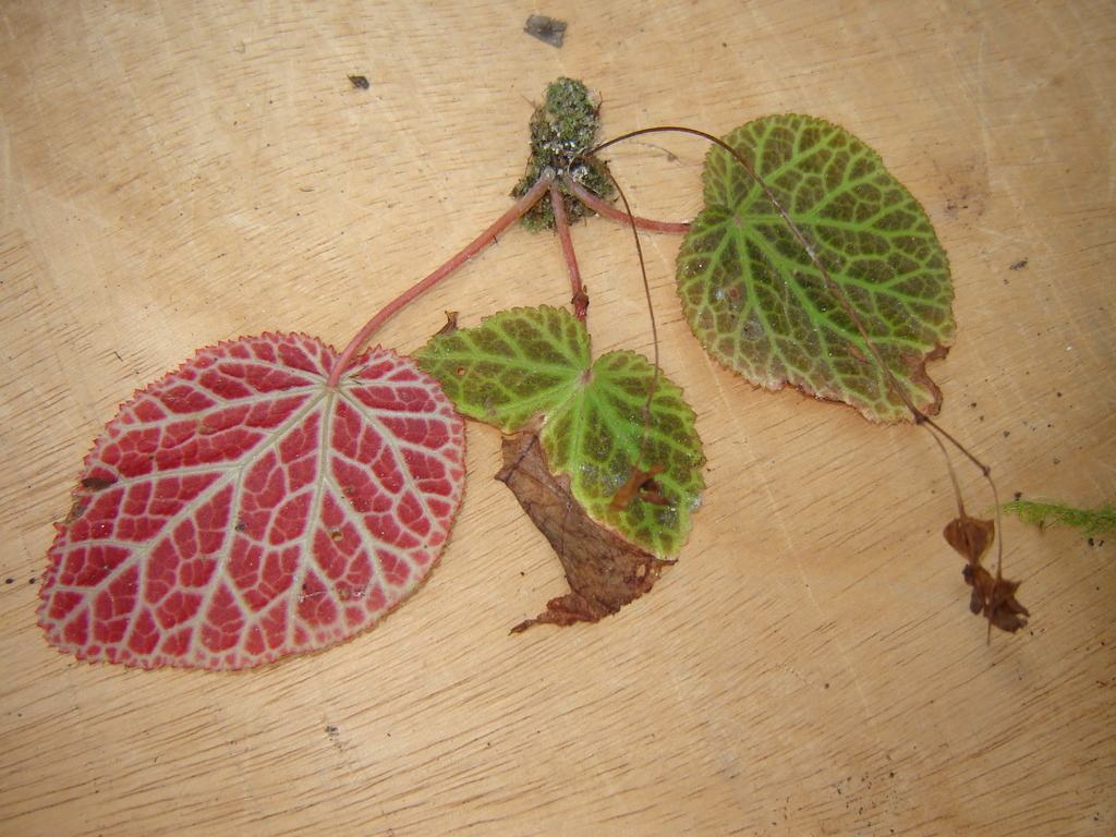 Begonia cremnophila