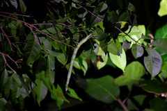 Phasmotaenia lanyuhensis