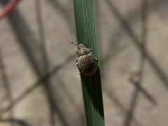 Philopedon plagiatum