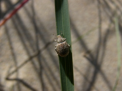 Philopedon plagiatum