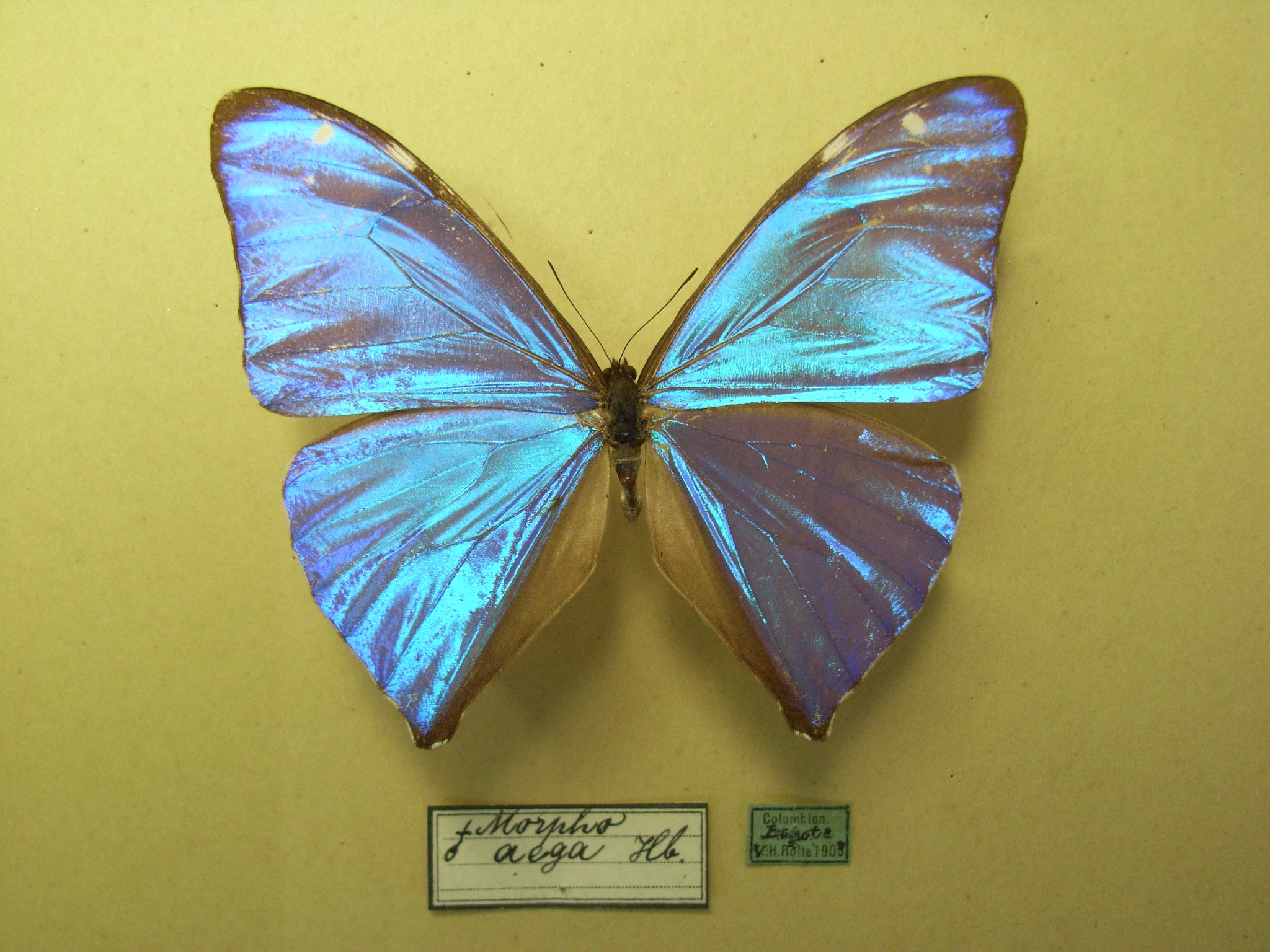 Morpho Aega 標本 本物｜美術品・アンティーク・コレクション