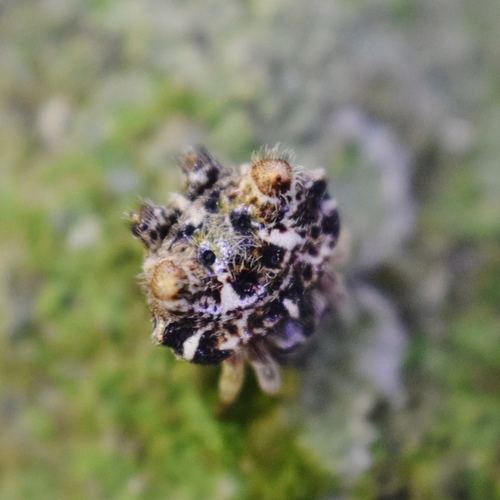 Afracantha camerunensis