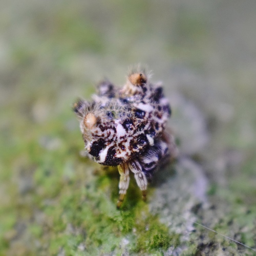 Afracantha camerunensis