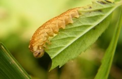 Tenthredo campestris