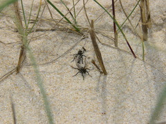 Lasiopogon