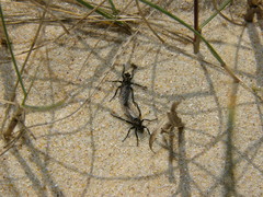 Lasiopogon