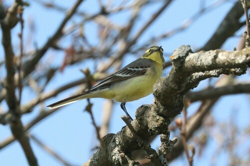 Lavandera cetrina (Motacilla citreola)