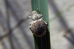 Philopedon plagiatum