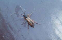 Alosterna tabacicolor