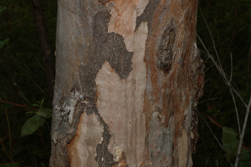 Image of Eucalyptus interstans by (c) Greg Tasney, some rights reserved (CC BY-SA)