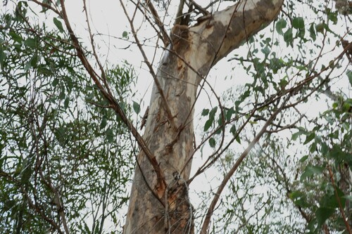 Image of Eucalyptus interstans by (c) Greg Tasney, some rights reserved (CC BY-SA)