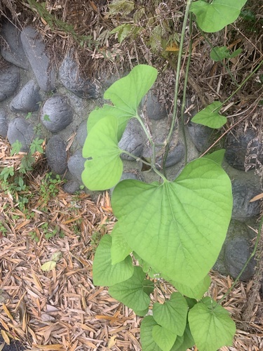 Image of Aristolochia kaempferi by (c) 岸本年郎, some rights reserved (CC BY)