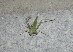 Platylyra californica